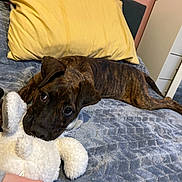 Squidge is registered to the contest to win money with this photo: animal, bed, blanket, blue_blanket, brindle, cozy, cute, dog, indoor, lying_down, mirror, pet, pillow, puppy, reflection, sock, soft, stuffed_toy, toy, yellow_pillow