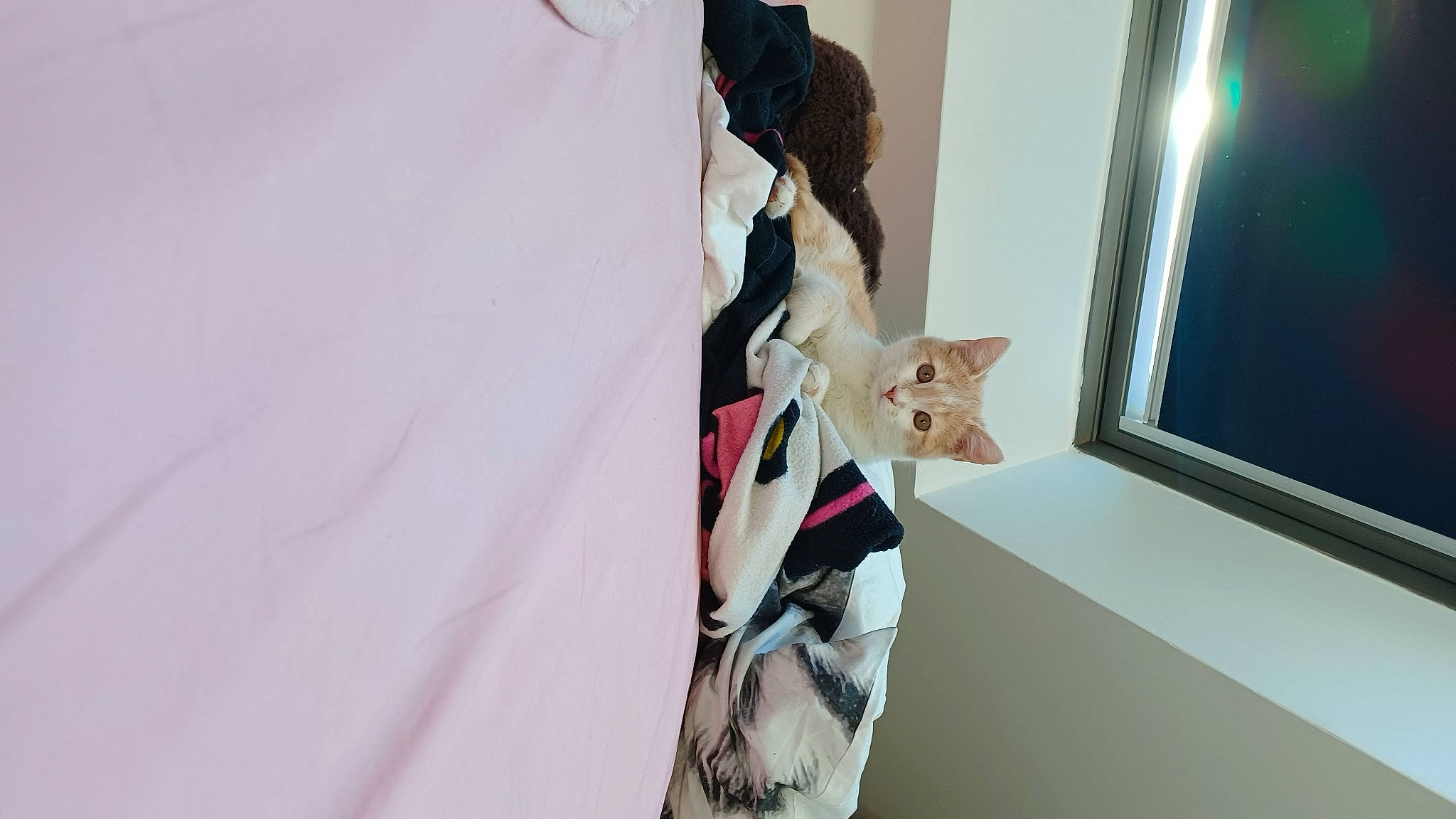 Natsu participe au concours pour gagner de l'argent avec cette photo : blazer, carmine, collar, day_dress, dress_shirt, eyewear, fashion_accessory, fashion_design, felidae, formal_wear, linens, pattern, room, scarf, sleeve, tree, visual_arts, waist, window, wood