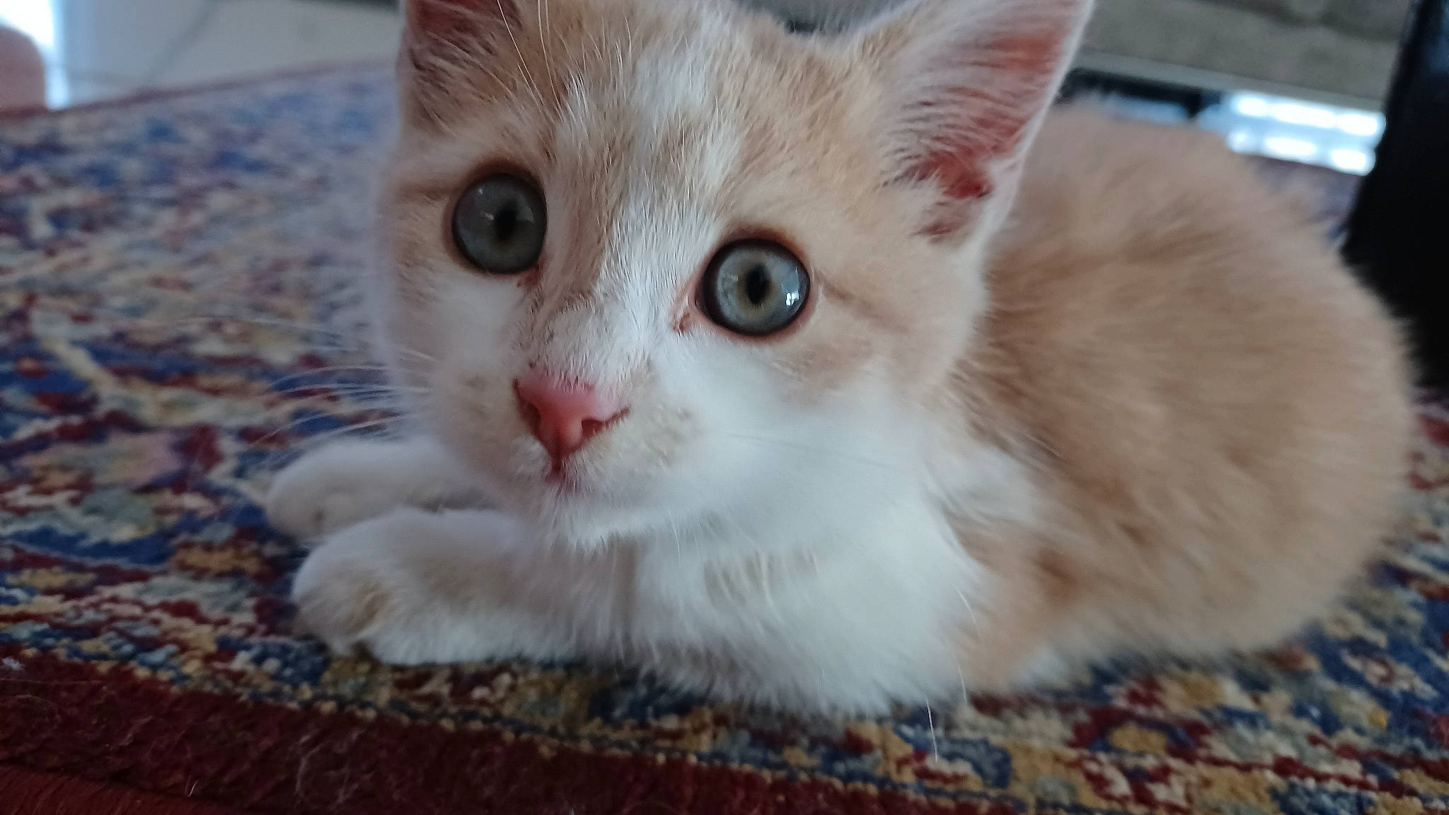 Natsu participe au concours pour gagner de l'argent avec cette photo : carnivore, cat, curious, domestic_short_haired_cat, fawn, felidae, fur, paw, pet_supply, small_to_medium_sized_cats, snout, whiskers, window