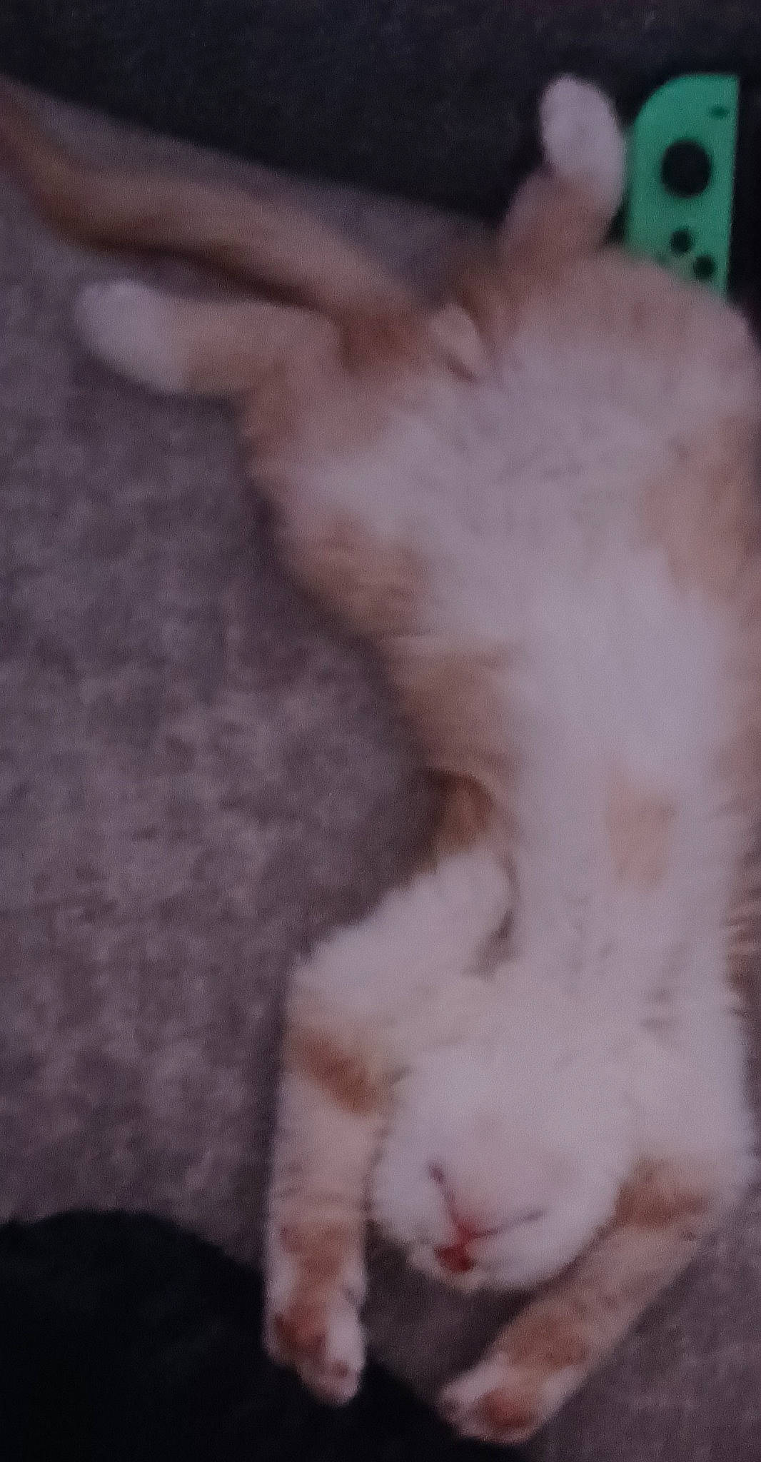 Natsu participe au concours pour gagner de l'argent avec cette photo : canidae, carnivore, cat, claw, companion_dog, dog_breed, domestic_short_haired_cat, ear, fawn, felidae, foot, fur, paw, small_to_medium_sized_cats, snout, sporting_group, tail, terrestrial_animal, whiskers