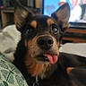 animal, black_fur, brown_fur, canine, close_up, collar, couch, cute, dog, domestic, ears_up, face, fur_texture, indoor, nostrils, pet, relaxed, resting, tongue_out, whiskers