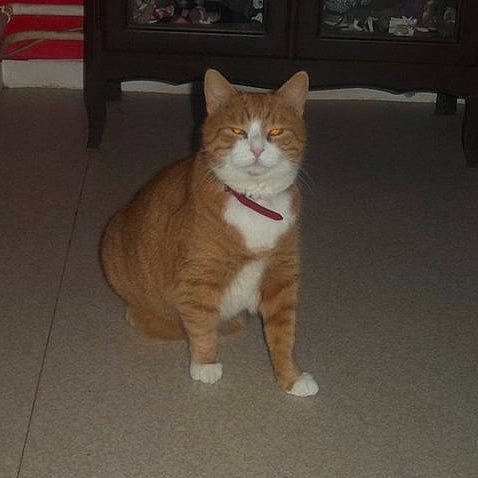 Roxane a rejoint le concours — aidez-le/la à gagner de superbes lots ! carnivore, cat, comfort, domestic_short_haired_cat, fawn, felidae, flooring, foot, fur, hardwood, human_leg, paw, sitting, small_to_medium_sized_cats, snout, tail, terrestrial_animal, whiskers, wood