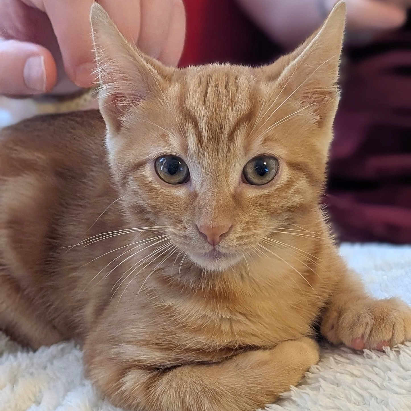 Atlas a rejoint le concours — aidez-le/la à gagner de superbes lots ! animal, blanket, cat, closeup, curious, cute, ears, eyes, feline, fluffy, ginger_cat, hand, indoor, kitten, paws, pet, portrait, resting, soft_texture, whiskers