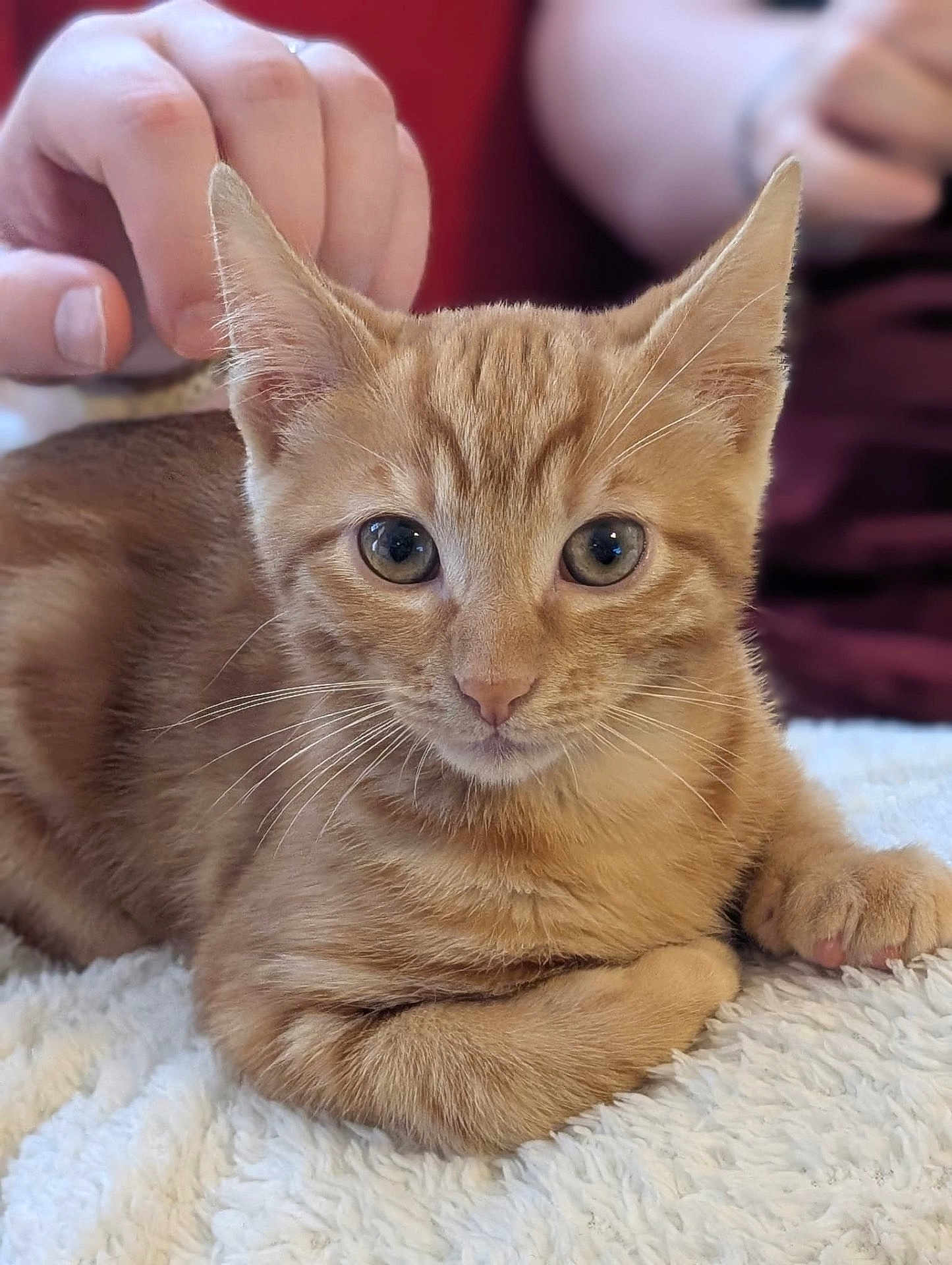 Atlas a rejoint le concours — aidez-le/la à gagner de superbes lots ! cat, kitten, ginger_cat, pet, animal, feline, cute, fluffy, whiskers, ears, eyes, paws, blanket, hand, indoor, closeup, portrait, resting, soft_texture, curious