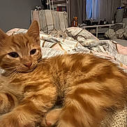 Atlas participe au concours pour gagner de l'argent avec cette photo : kitten, cat, orange_tabby, bed, blanket, pillow, indoor, cozy, furniture, room, shelf, books, curtain, soft_light, relaxed, pet, animal, fur, cute, sleepy