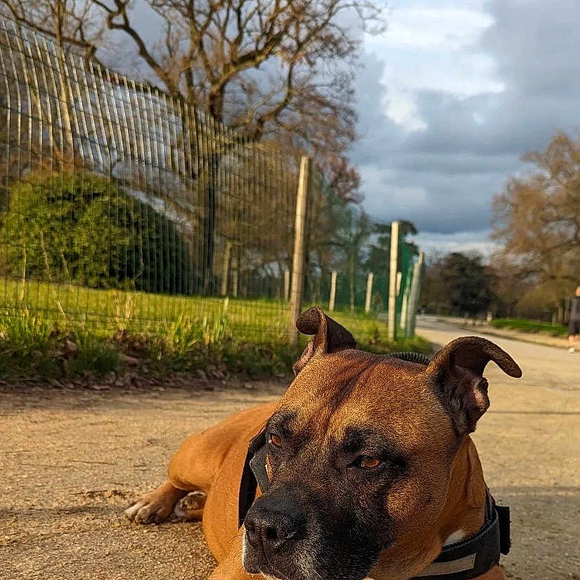 Iro participe au concours pour gagner de l'argent avec cette photo : animal, brown_dog, canine, cloudy_sky, collar, daytime, dirt_path, dog, fence, landscape, leaves, mammal, nature, outdoor, park, pet, quiet, resting, scenery, trees