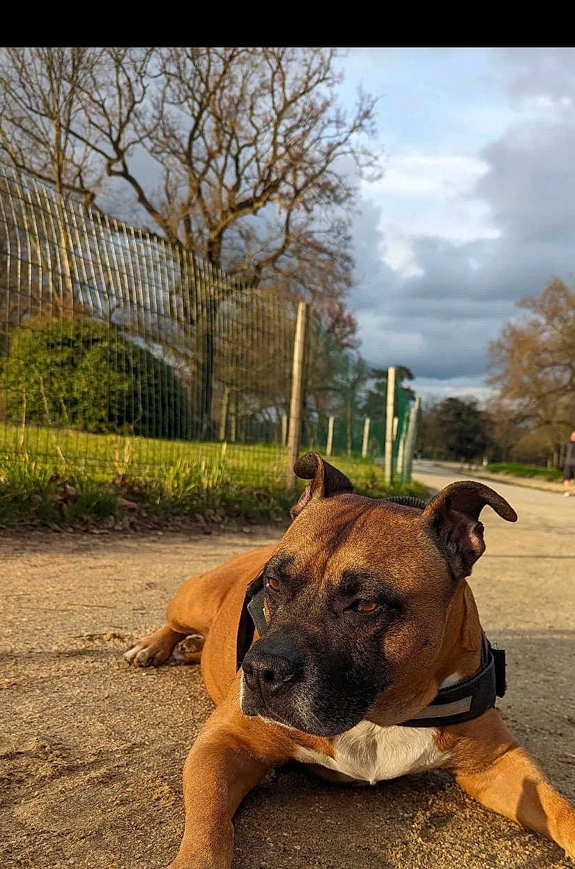 Iro participe au concours pour gagner de l'argent avec cette photo : dog, brown_dog, outdoor, park, dirt_path, fence, trees, cloudy_sky, canine, pet, animal, resting, collar, nature, daytime, leaves, quiet, landscape, mammal, scenery