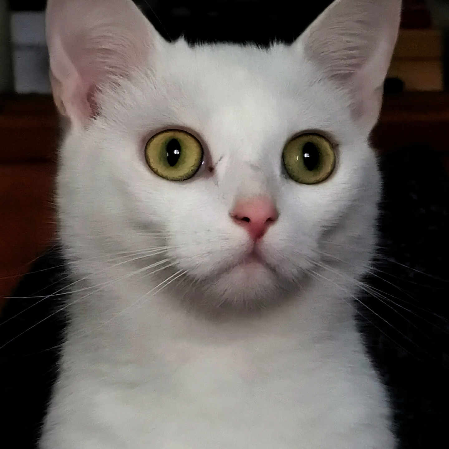 Angel is registered to the contest to win money with this photo: abyssinian, angora, animal, cat, kitten, manx, pet, siamese, white
