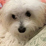 Cassie joined the competition — help win amazing prizes! animal, black_nose, close_up, companion, cozy, curious, cushion, cute, dog, domestic, face, fluffy, fur, home, indoor, person_partial, pet, resting, soft_texture, white_dog