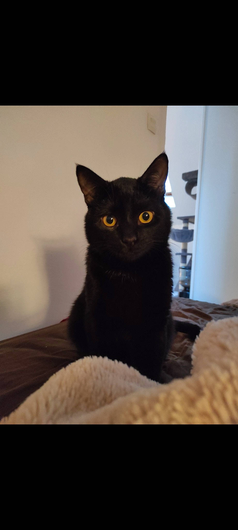 Bobby a rejoint le concours — aidez-le/la à gagner de superbes lots ! black_cat, bombay, carnivore, cat, comfort, domestic_short_haired_cat, felidae, fur, grey, sitting, small_to_medium_sized_cats, tail, terrestrial_animal, whiskers, window, wood