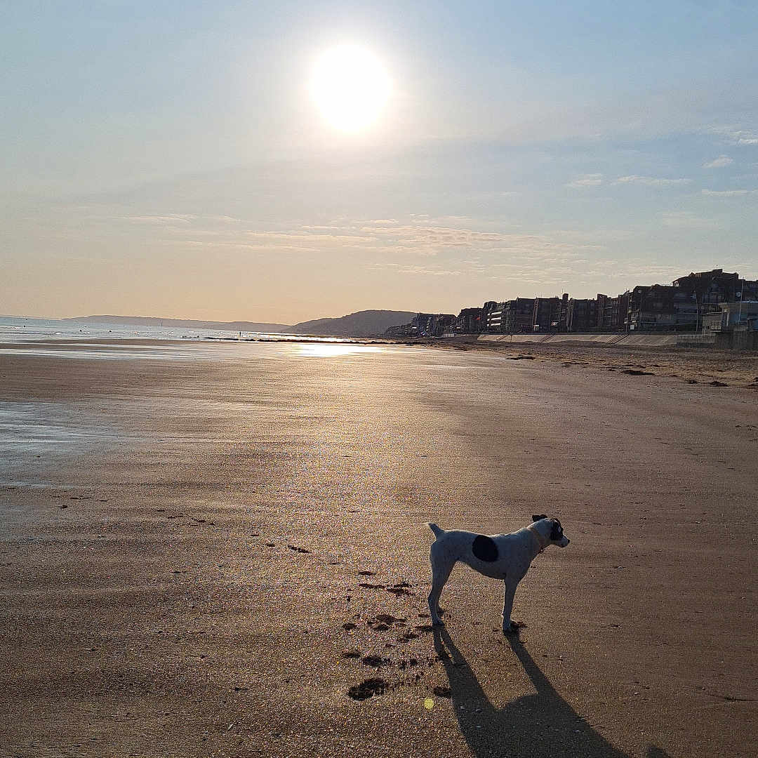 Lola a rejoint le concours — aidez-le/la à gagner de superbes lots ! animal, beach, buildings, calm, clouds, coast, dog, landscape, nature, outdoor, pet, sand, seaside, shadow, silhouette, sky, sun, sunshine, vacation, water
