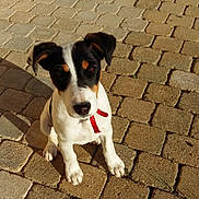 Lola a rejoint le concours — aidez-le/la à gagner de superbes lots ! adorable, animal, black, brown, cobblestone, collar, cute, daytime, dog, ears, fur, looking_up, outdoor, pet, puppy, shadow, sitting, sunlight, white, young