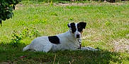 Lola participe au concours pour gagner de l'argent avec cette photo : animal, black_and_white, canine, collar, dog, garden, grass, greenery, leash, lying_down, mammal, nature, outdoor, peaceful, pet, plants, relaxed, shrub, summer, sunlight