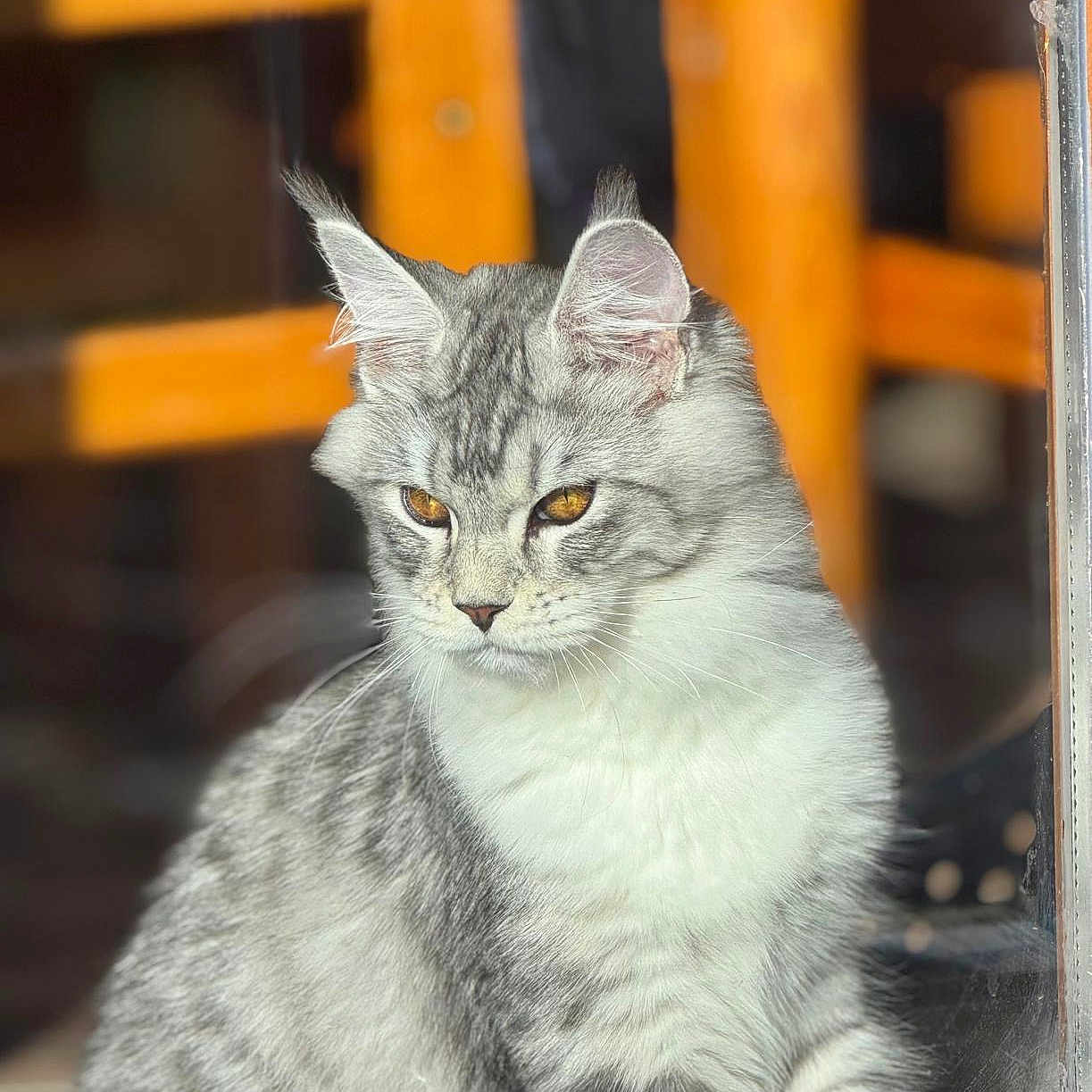 Nala participe au concours pour gagner de l'argent avec cette photo : animal, cat, cozy, cute, domestic_animal, ears, feline, focused, fur, home, indoor, looking_away, pet, portrait, relaxed, silver_tabby, sitting, sunlight, whiskers, window