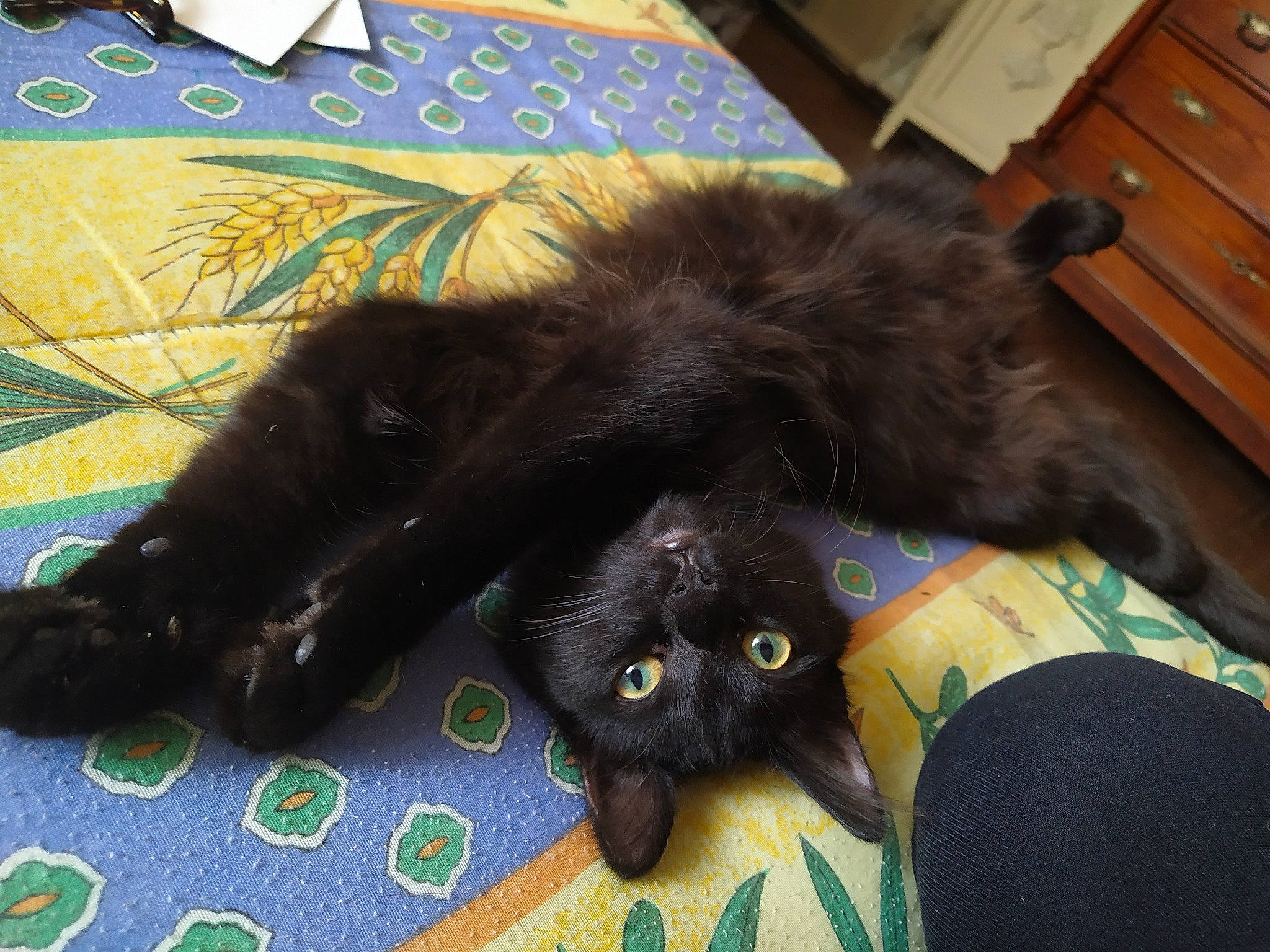 Moly a rejoint le concours — aidez-le/la à gagner de superbes lots ! black_cat, bombay, carnivore, cat, claw, domestic_long_haired_cat, felidae, fur, kitten, mammal, persian, small_to_medium_sized_cats, tail, whiskers