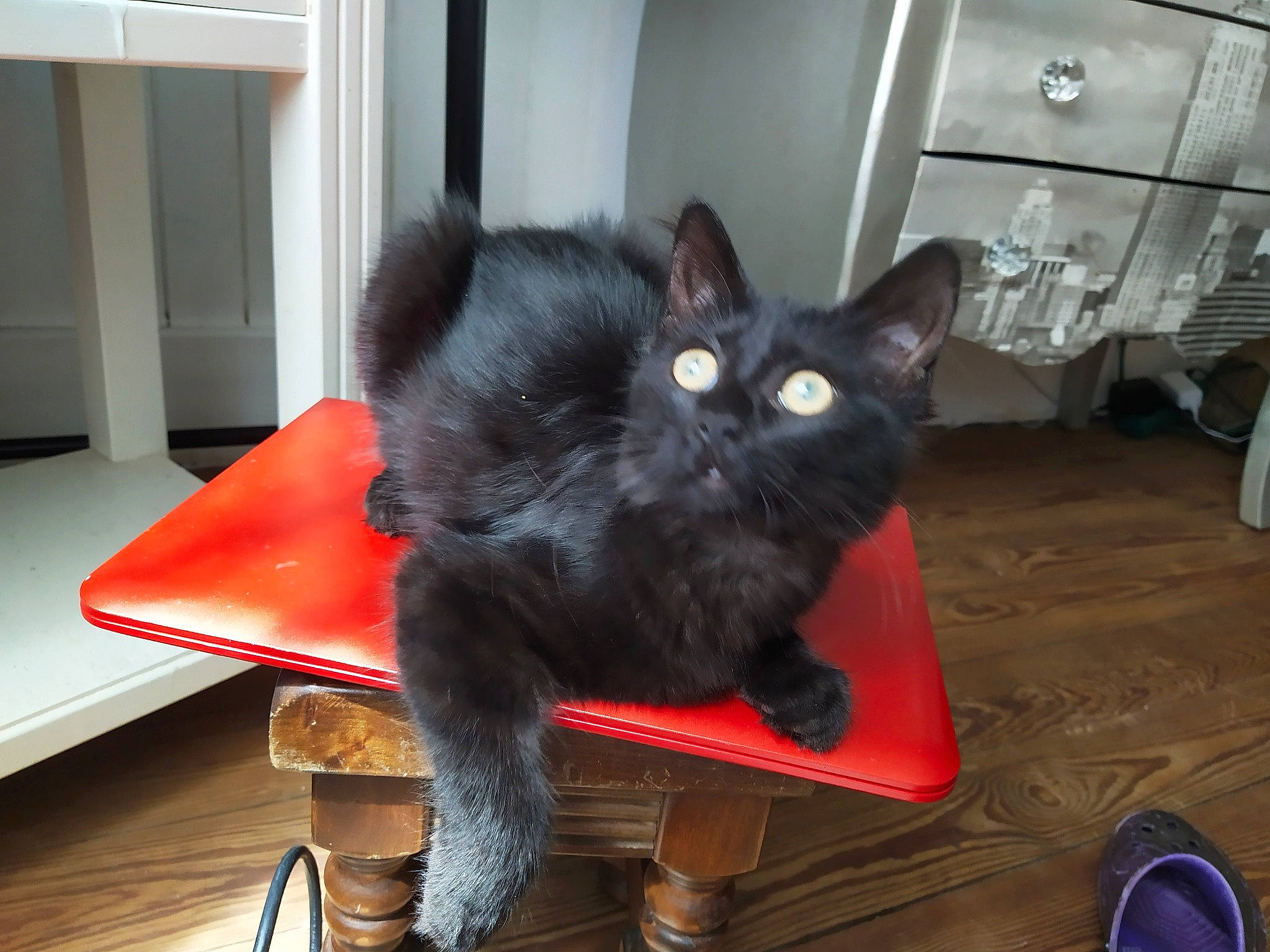 Moly a rejoint le concours — aidez-le/la à gagner de superbes lots ! asian, black_cat, carnivore, cat, chartreux, domestic_short_haired_cat, felidae, german_rex, korat, mammal, nebelung, russian_blue, small_to_medium_sized_cats, tail, vertebrate, whiskers