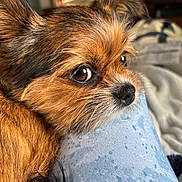 Nash joined the competition — help win amazing prizes! dog, close_up, brown_fur, pet, resting, indoor, cozy, fabric, detailed, fur_texture, animal, cute, small_dog, relaxed, companion, portrait, soft_light, snout, ears, eyes