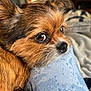 dog, close_up, brown_fur, pet, resting, indoor, cozy, fabric, detailed, fur_texture, animal, cute, small_dog, relaxed, companion, portrait, soft_light, snout, ears, eyes