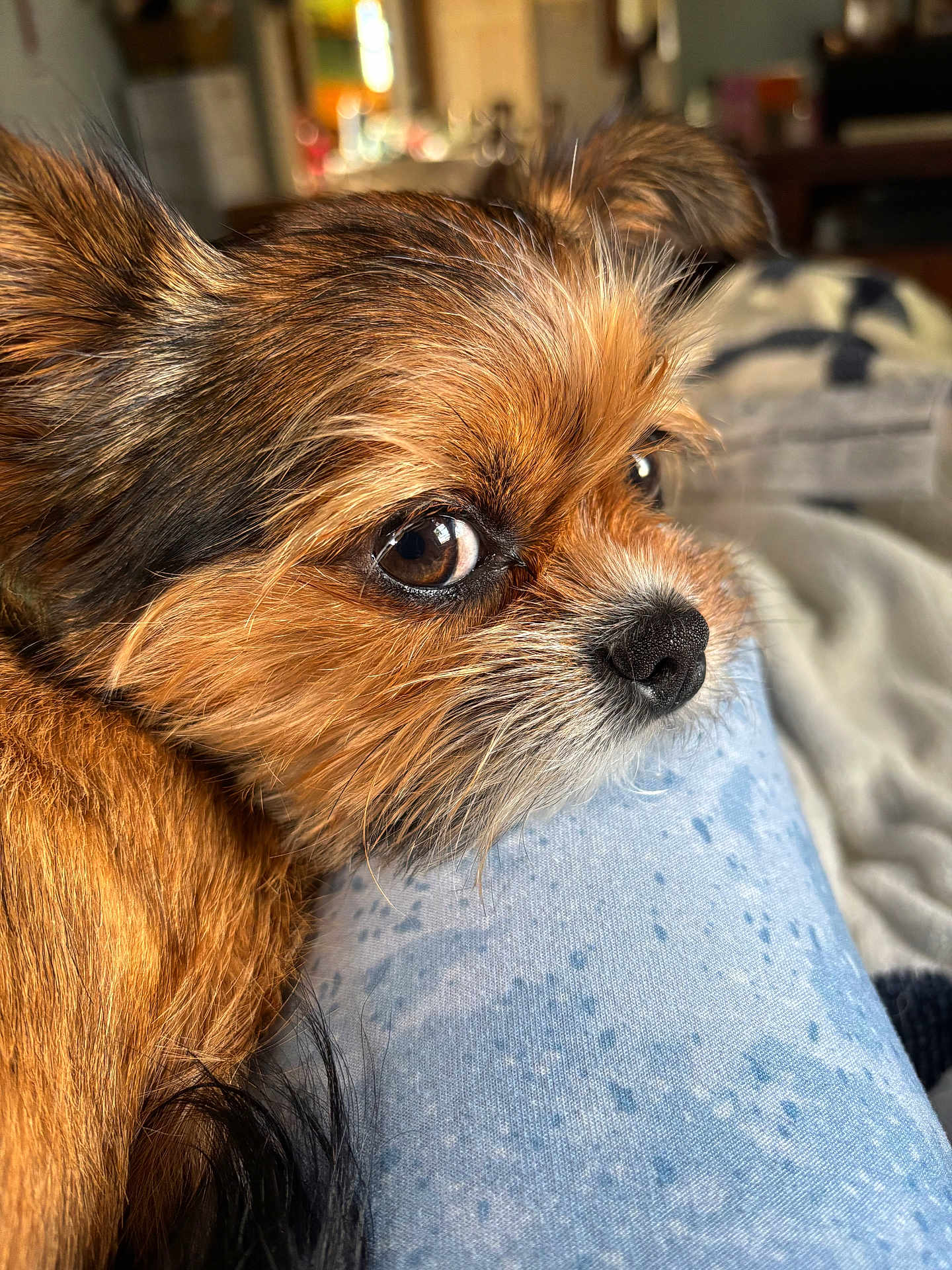 Nash joined the competition — help win amazing prizes! dog, close_up, brown_fur, pet, resting, indoor, cozy, fabric, detailed, fur_texture, animal, cute, small_dog, relaxed, companion, portrait, soft_light, snout, ears, eyes