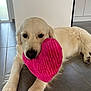 adorable, animal, canine, cute, dog, domestic_animal, floor, fur, golden_retriever, heart_shaped_toy, indoor, laying_down, pet, pet_toy, pink_toy, playful, plush_toy, puppy, resting, tile_floor