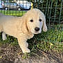 Nala a rejoint le concours — aidez-le/la à gagner de superbes lots ! animal, canine, cute, dirt, dog, ears, eyes, fence, fluffy, garden, golden_retriever, grass, nature, nose, outdoor, pet, puppy, sunlight, walking, young