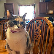 Mimi is registered to the contest to win money with this photo: animal, calico_cat, cat, collar, cozy, curtains, domestic, feline, fur, home, indoor, kitchen, light, natural_light, pet, table, whiskers, window, wooden_chair, wooden_table