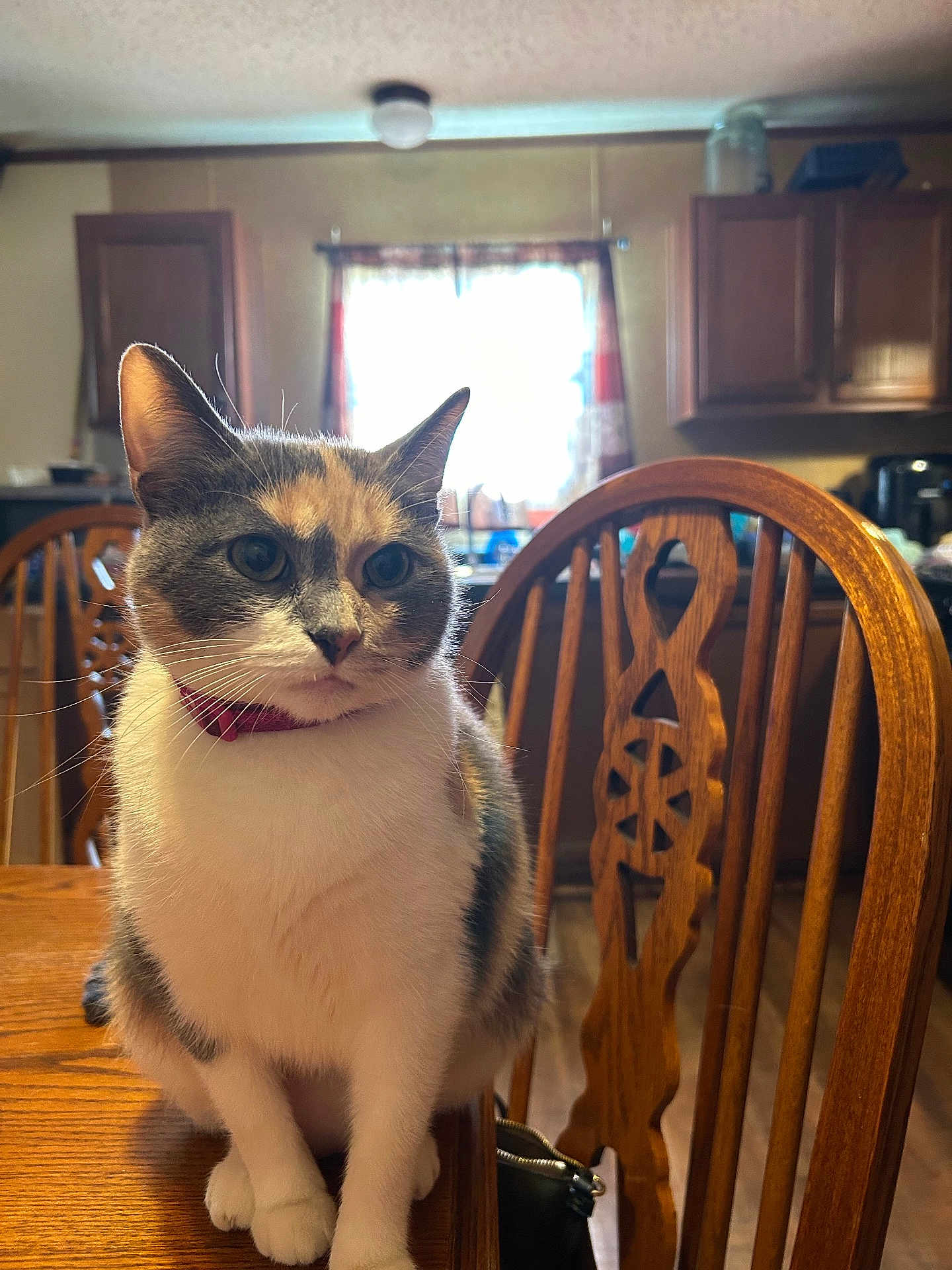 Mimi