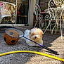 Alka a rejoint le concours — aidez-le/la à gagner de superbes lots ! badminton_racket, concrete_floor, dog, door, fence, fluffy, garden_hose, glass_door, home, outdoor, patio, pet, plant, relaxing, shadow, soccer_ball, summer, sunlight, table, white_metal_chair