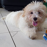 Alka participe au concours pour gagner de l'argent avec cette photo : animal, brown_fur, couch, cute, dog, domestic, floor, fluffy, indoor, living_room, pet, playful, plush_toy, puppy, relaxed, tile_floor, tongue_out, toy, white_fur, young