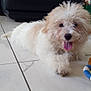 animal, brown_fur, couch, cute, dog, domestic, floor, fluffy, indoor, living_room, pet, playful, plush_toy, puppy, relaxed, tile_floor, tongue_out, toy, white_fur, young