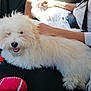 Alka participe au concours pour gagner de l'argent avec cette photo : black_seat, car_interior, casual_clothing, companion, cute, dog, fluffy_dog, hand, indoor, leisure, person, pet, red_wheel, relaxed, scooter, seatbelt, tongue_out, toy, transportation, white_dog