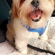 Rini is registered to the contest to win money with this photo: animal, blanket, blue_harness, canine, close_up, companion, cute, dog, domestic_animal, fluffy, friendly, fur, happy, indoor, mammal, open_mouth, pet, sitting, small_dog, whiskers