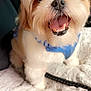 animal, blanket, blue_harness, canine, close_up, companion, cute, dog, domestic_animal, fluffy, friendly, fur, happy, indoor, mammal, open_mouth, pet, sitting, small_dog, whiskers