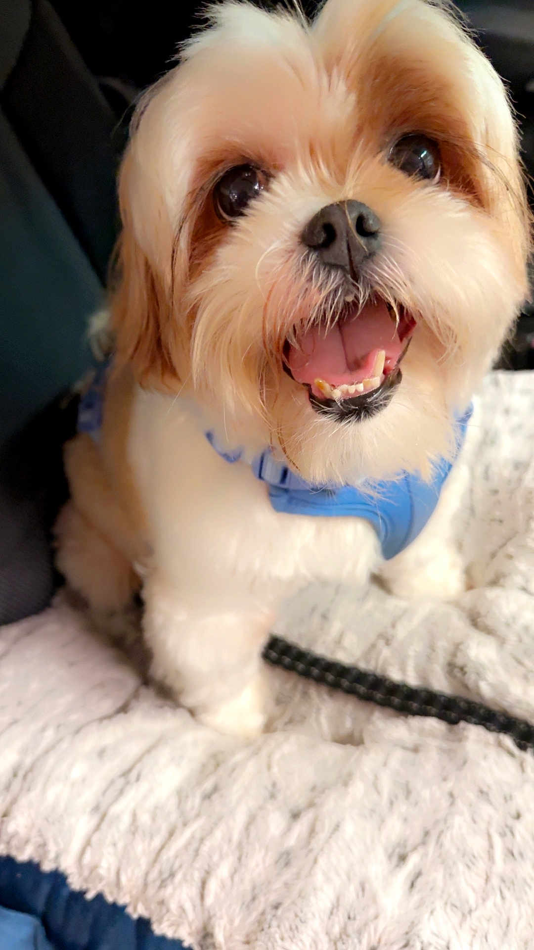 Rini is registered to the contest to win money with this photo: animal, blanket, blue_harness, canine, close_up, companion, cute, dog, domestic_animal, fluffy, friendly, fur, happy, indoor, mammal, open_mouth, pet, sitting, small_dog, whiskers