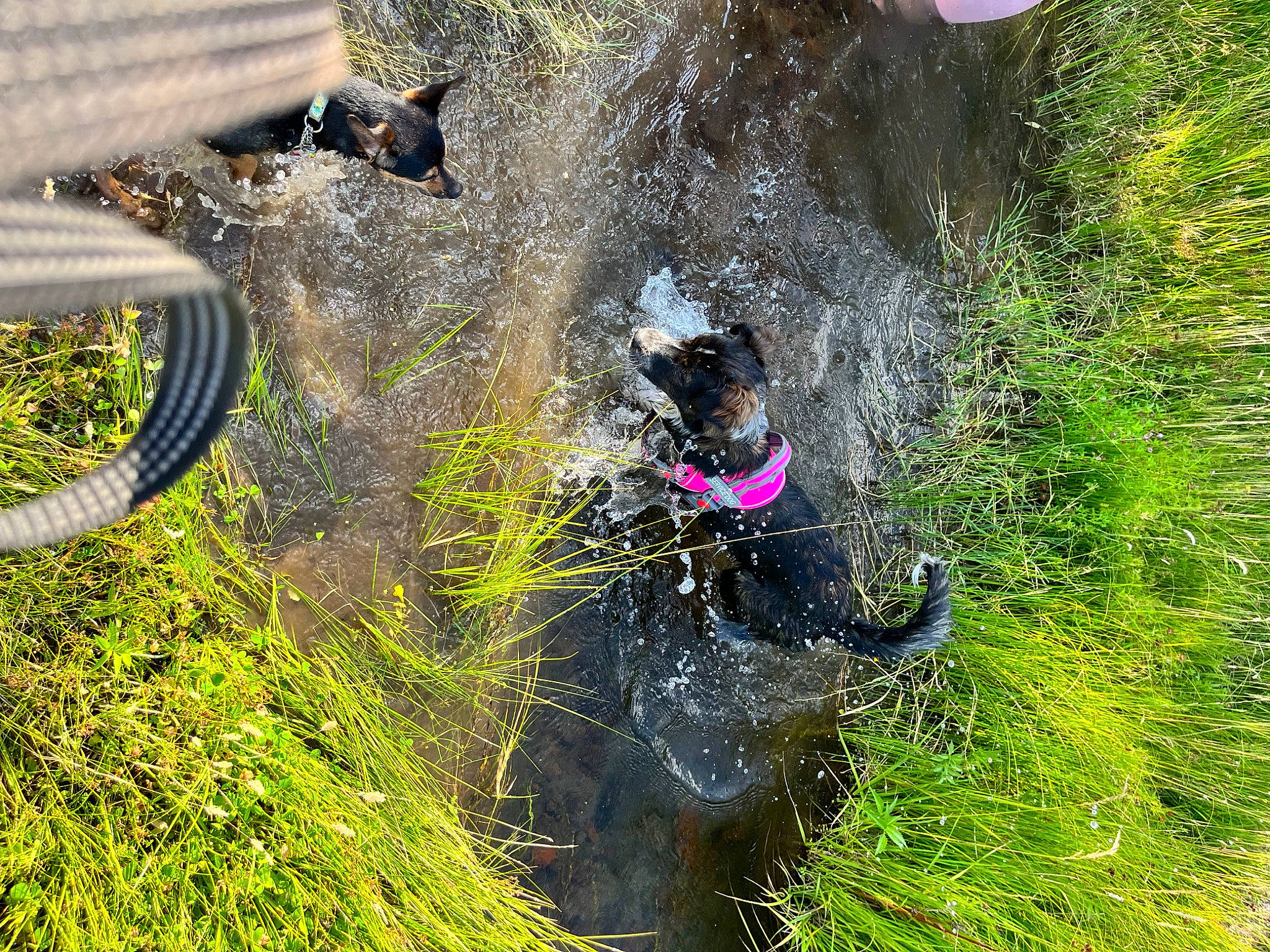 Novah joined the competition — help win amazing prizes! automotive_tire, bicycle_tire, canidae, carnivore, dog, dog_breed, dog_supply, grass, grass_family, plant, recreation, shrub, sporting_group, tail, tire, tree, water, wetland, wildlife, working_animal