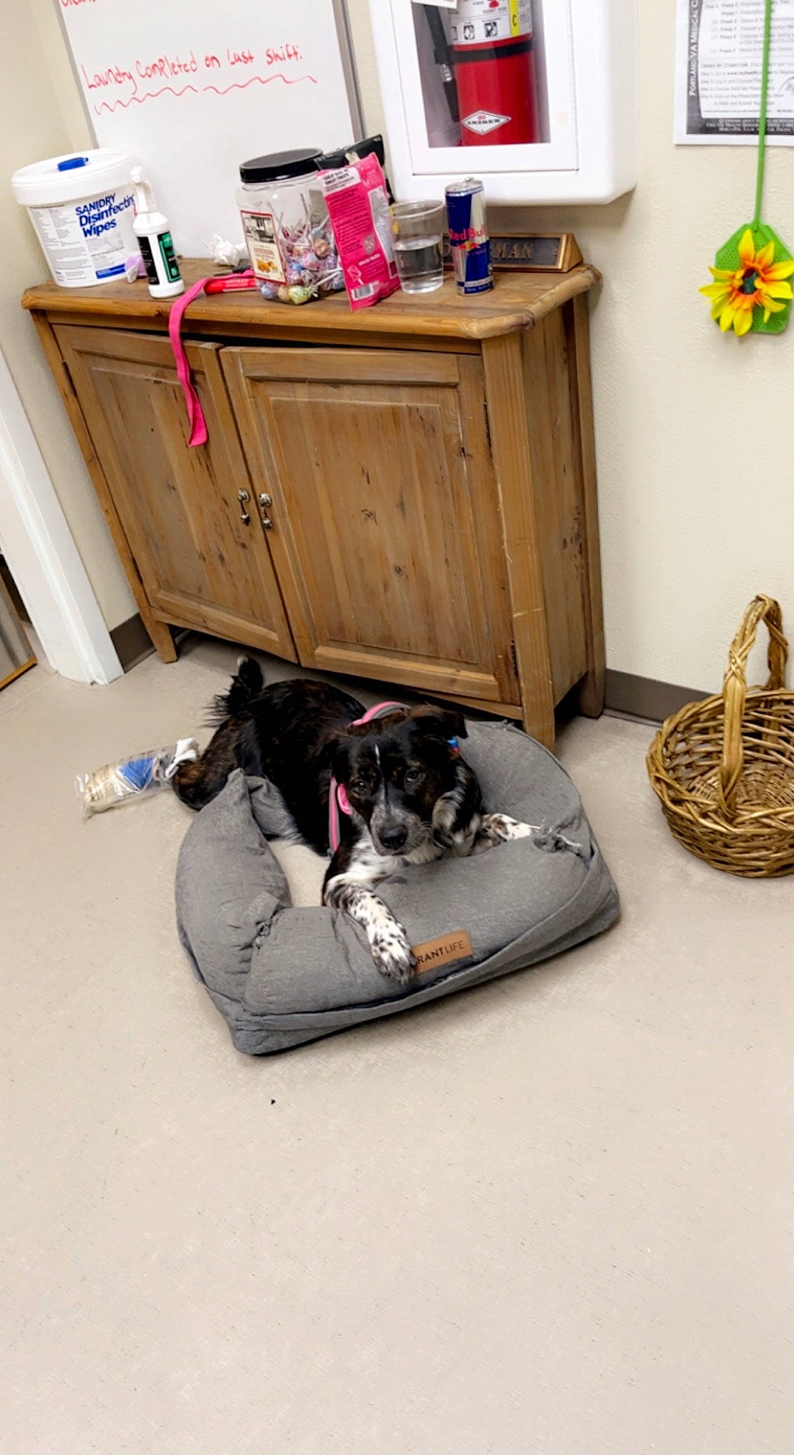 Novah joined the competition — help win amazing prizes! bag, carnivore, comfort, companion_dog, dog, dog_breed, dog_supply, floor, flooring, grey, hardwood, home, living_room, luggage_and_bags, pet_supply, room, shelving, sneakers, sporting_group, wood