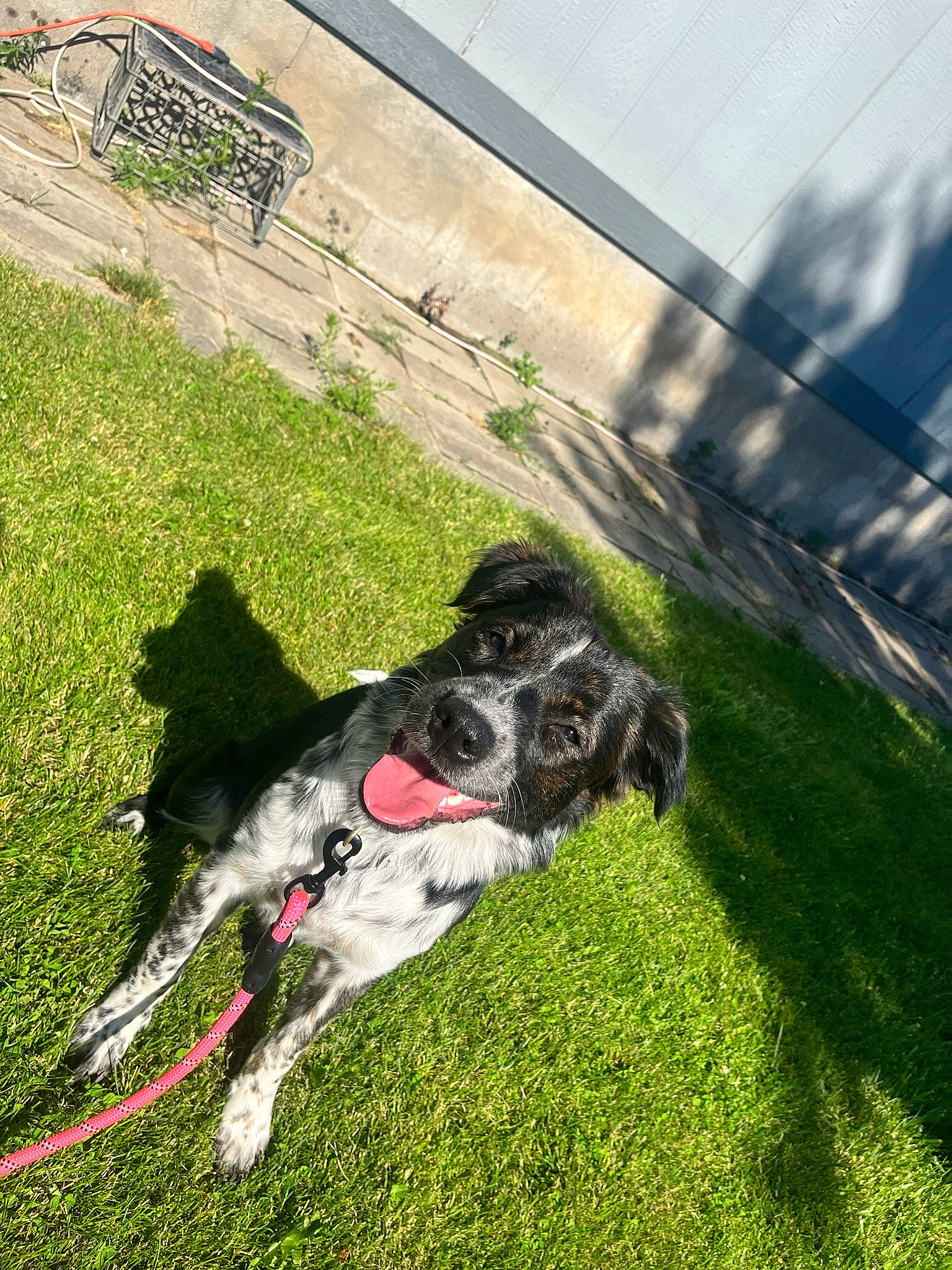 Novah is registered to the contest to win money with this photo: canidae, carnivore, collar, companion_dog, dog, dog_breed, dog_collar, grass, grassland, guard_dog, gun_dog, leash, pasture, plant, recreation, sky, sporting_group, tail, working_animal, working_dog