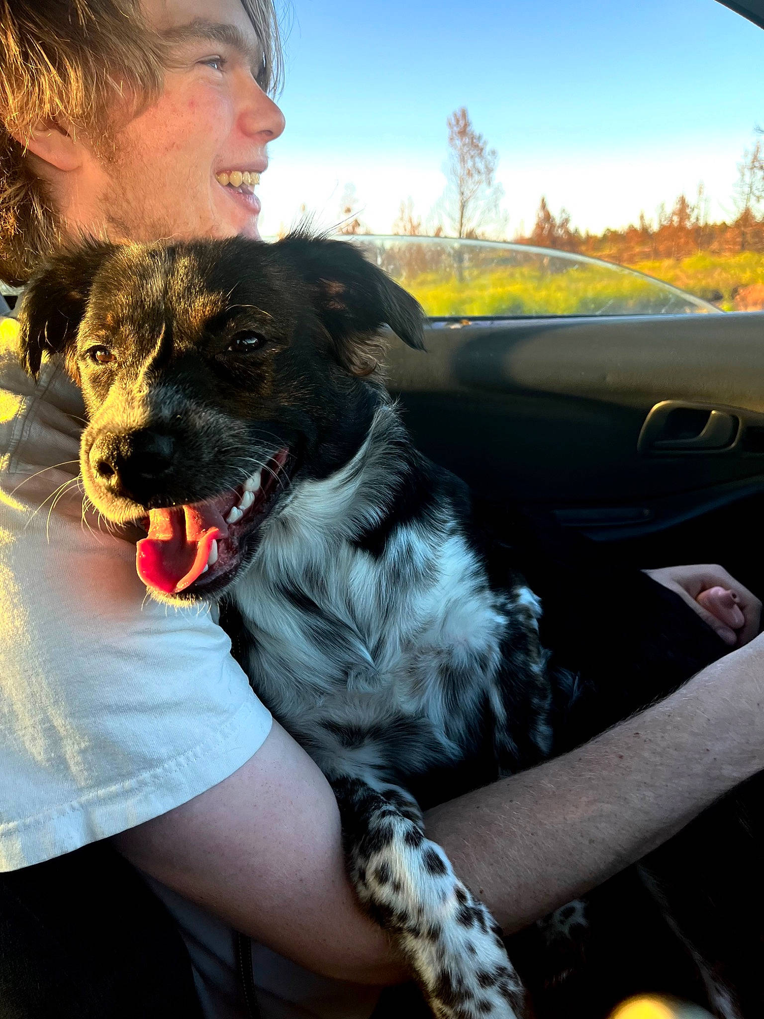 Novah is registered to the contest to win money with this photo: adventure, carnivore, collar, companion_dog, dog, dog_breed, dog_collar, eyewear, family_car, fawn, fur, gesture, grass, happy, plant, sitting, sky, snout, tree, vehicle_door