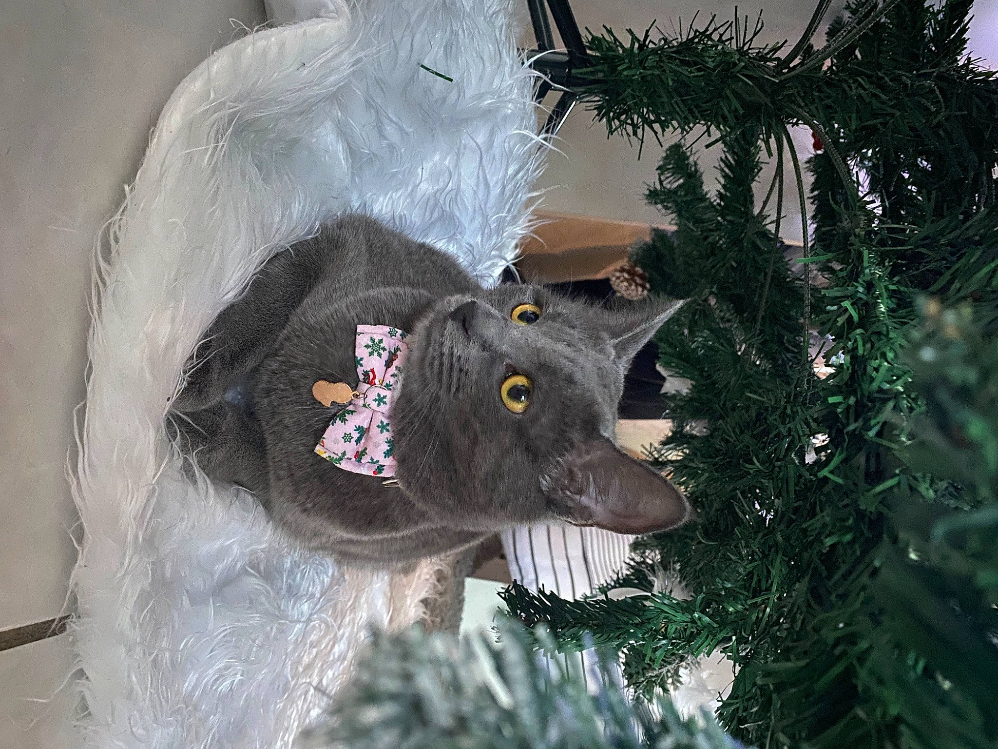 Roomie a rejoint le concours — aidez-le/la à gagner de superbes lots ! carnivore, christmas, christmas_decoration, christmas_ornament, christmas_tree, conifer, event, evergreen, fawn, felidae, fur, hat, holiday_ornament, ornament, small_to_medium_sized_cats, snout, tail, tree, whiskers, winter