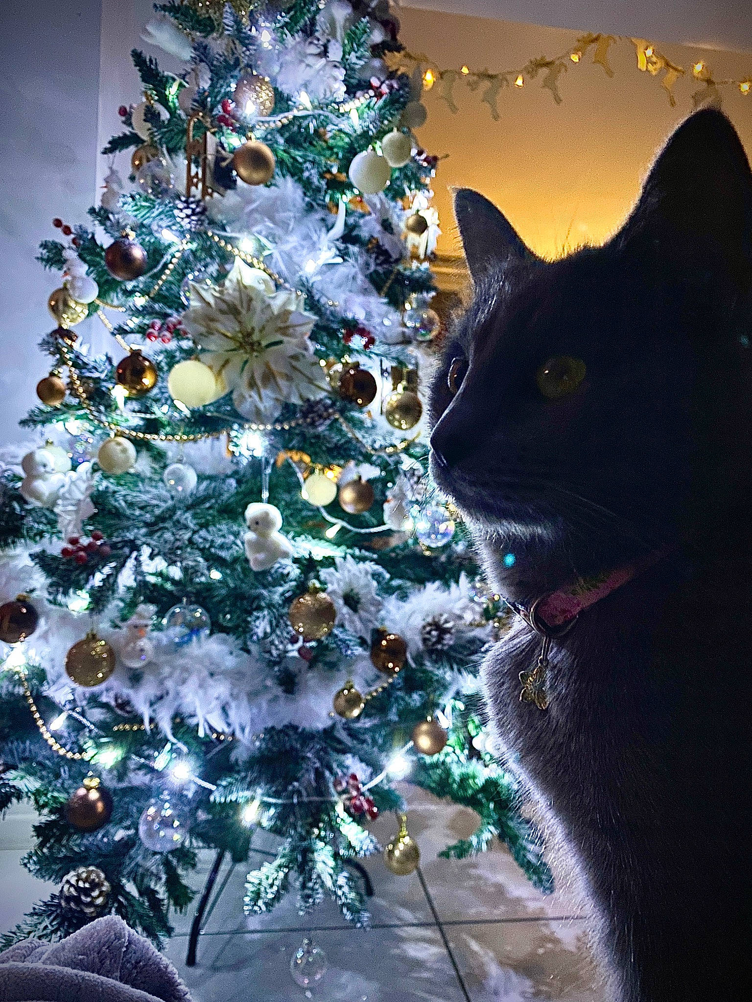 Roomie participe au concours pour gagner de l'argent avec cette photo : carnivore, cat, christmas, christmas_decoration, christmas_ornament, christmas_tree, electric_blue, event, evergreen, felidae, holiday, holiday_ornament, light, lighting, ornament, plant, small_to_medium_sized_cats, tree, whiskers, window