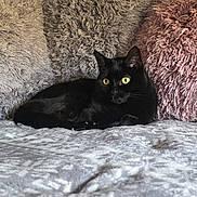 Peppah joined the competition — help win amazing prizes! black_cat, cat, pet, animal, bed, pillow, fluffy_pillow, gray_pillow, pink_pillow, cozy, indoor, feline, resting, yellow_eyes, fur, cute, domestic_cat, relaxing, soft_texture, close_up