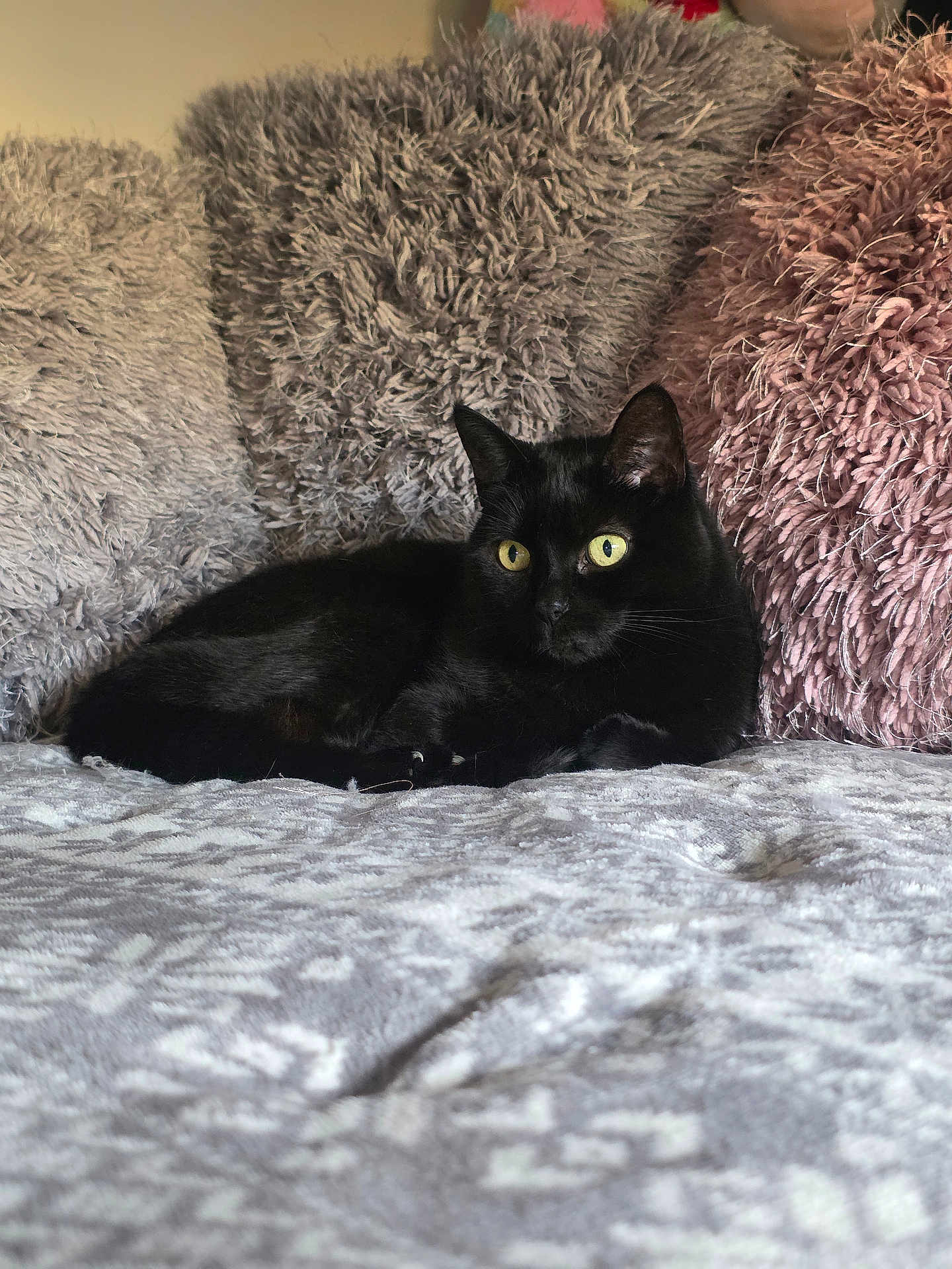 Peppah joined the competition — help win amazing prizes! black_cat, cat, pet, animal, bed, pillow, fluffy_pillow, gray_pillow, pink_pillow, cozy, indoor, feline, resting, yellow_eyes, fur, cute, domestic_cat, relaxing, soft_texture, close_up