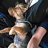 Toby is registered to the contest to win money with this photo: dog, sleeping, bed, pillow, blanket, fur, pet, resting, canine, domestic_animal, cozy, indoor, relaxation, human_arm, comfort, animal, cute, companion, lying_down, nap