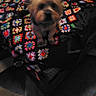 Toby joined the competition — help win amazing prizes! dog, blanket, crochet, colorful, pattern, indoor, pet, small_dog, fur, animal, seated, looking_up, fabric, home, cozy, textile, multicolor, low_light, grainy, background