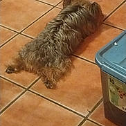 Toby is registered to the contest to win money with this photo: dog, brown, scruffy, lying_down, floor, tile_floor, indoor, relaxing, pet, animal, paws, fur, container, plastic, household, resting, sleeping, cozy, quiet, domestic