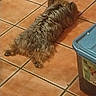 dog, brown, scruffy, lying_down, floor, tile_floor, indoor, relaxing, pet, animal, paws, fur, container, plastic, household, resting, sleeping, cozy, quiet, domestic