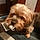 Toby
