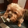 dog, money, indoor, carpet, small_dog, brown_dog, curious, pet, animal, fur, floor, door, wooden_door, texture, woven_panel, household, domestic, cute, blurred, standing