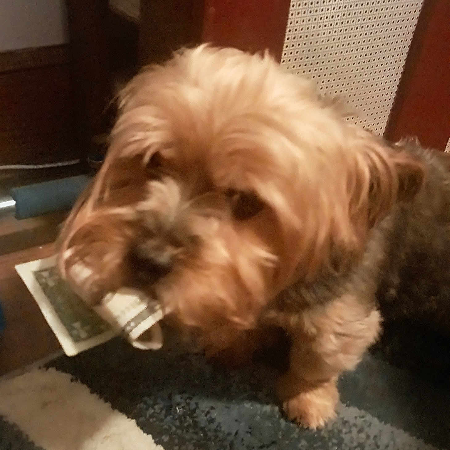 Toby