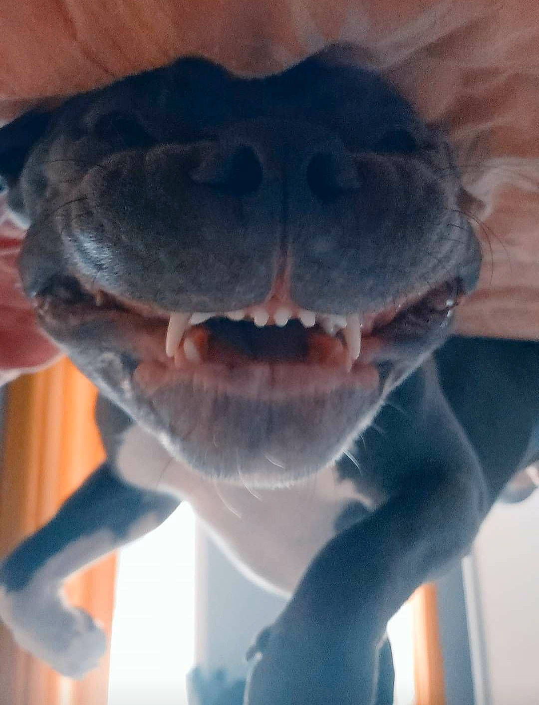 Koko participe au concours pour gagner de l'argent avec cette photo : dog_breed, electric_blue, fun, gesture, happy, jaw, mammal, marine_mammal, smile, snout, sporting_group, vertebrate, whiskers, working_animal